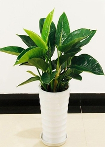 宁波北仑花卉租摆,优质服务,点亮绿色生活!><div class=